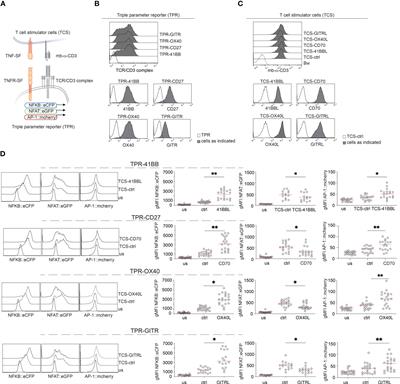 FcγR requirements and costimulatory capacity of Urelumab, Utomilumab, and Varlilumab